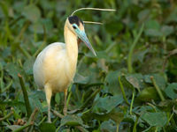 Waterhyacintbedden bieden een ideaal jachtterrein aan de capped heron. © Rudi Debruyne