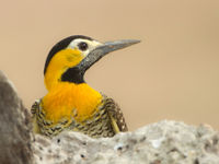 Een campo flicker, een wijdverspreide soort in het westen van Zuid-Amerika. © Rudi Debruyne