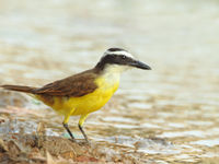 Een great kiskadee, zowat de algemeenste en een van de meest opvallende vliegenvangers van de tropen. © Rudi Debruyne