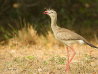 Red-legged seriema, een bizarre soort wiens reusachtige verwanten miljoenen jaren geleden op de pampa's rondzwierven. © Rudi Debruyne