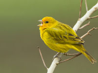 Een saffron finch zingt uit volle borst. De soort heeft z'n naam niet gestolen. © Rudi Debruyne