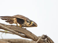 Aplomado falcon, ooit een wijdverspreide soort maar tegenwoordig steeds zeldzamer. © Rudi Debruyne