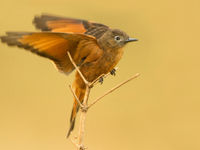 We leren je tijdens deze reis hoe je het best beweeglijke soorten als een cliff flycatcher scherp op de gevoelige plaat vastlegt. © Rudi Debruyne