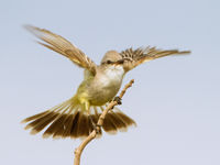 Een zeldzame endeem voor het land: suiriritiran (suiriri flycatcher), balancerend op een takje. © Rudi Debruyne