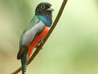 Portret van een blue-crowned trogon. © Rudi Debruyne