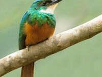 Rufous-tailed jacamar. De vogels uit deze familie lijken op onze bijeneters, maar zijn nauwer verwant aan spechten. © Rudi Debruyne