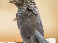 Ani's, een bijzondere familie van vogels die het dichtst bij de koekoek staat. © Rudi Debruyne