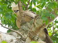 Een jonge harpy eagle houdt zich schuil in een boom. © Rudi Debruyne