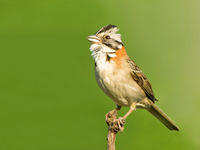 De Pantanal herbergt heel wat fotogenieke soorten, waaronder zelfs de kleinste gorzen. Hier een rufous-collared sparrow in vol ornaat. © Rudi Debruyne