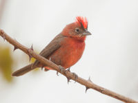 Deze soort draagt de niet zo verwonderlijke naam red-pileated finch. © Rudi Debruyne