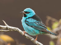 Het azuurblauw van een blue dacnis. © Rudi Debruyne