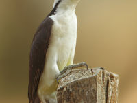 White woodpecker, met z'n gele bril. © Rudi Debruyne