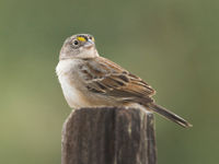 Een grassland sparrow, een erg skulkende soort die we hier met veel geluk konden vastleggen. © Rudi Debruyne