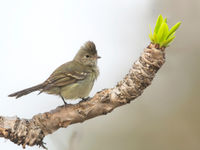 Een yellow-bellied elaenia, een eenvoudig gekleurde soort maar héél luidruchtig. © Rudi Debruyne