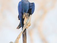 Hyacinth macaw heeft een diepblauwe kleur die je maar zelden vindt in de natuur. © Rudi Debruyne