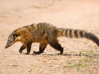 Coati's zijn de vervangers van de noordelijke wasberen. © Rudi Debruyne