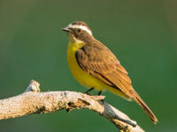 Rusty-margined flycatchers zijn erg luidruchtige vliegenvangers, je hoort ze steeds voordat je ze ziet. © Rudi Debruyne