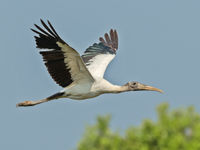 Een immature wood stork, een typische soort van tropisch Amerika. © Rudi Debruyne