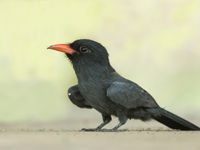 Lage standpunten zorgen voor prachtige foto's, en deze black-fronted nunbird laat zich mooi bekijken. © Rudi Debruyne