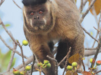 Brown-striped tufted capuchin monkeys op zoek naar vijgen. © Rudi Debruyne