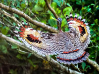 sunbittern © Rudi Debruyne