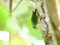 Een buff-faced pygmy parrot, het kleinste papegaaitje ter wereld. © Silas Morreeuw