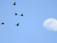 Een groep coconut lorikeets op weg naar hun slaapplaats. © Silas Morreeuw