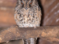 Een mountain owlet nightjar zit op zijn rustplaats. © Silas Morreeuw