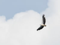 Steeds een leuke verrassing: de white-bellied sea eagle. © Silas Morreeuw