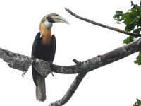 Le Blyth's hornbill is de enige neushoornvogel die voorkomt in Papoea. © Silas Morreeuw