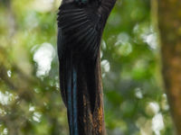 De black sicklebill is de grootste paradijsvogel ter wereld. © Silas Morreeuw