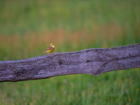 Een geelgors zingt luidkeels vanop een houten afrastering. © Billy Herman