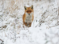 Een vosje kijkt nieuwsgierig uit over het winterlandschap. © STARLING reizen
