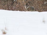 Oog in oog met een wolf. © STARLING reizen