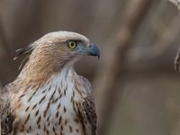 Een jonge crested hawk eagle nabij het nest. © Kristof Goemaere
