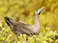 Red-footed boobies don't breed on rocks like our northern gannets, but use shrubs to make a nest. © Yves Adams