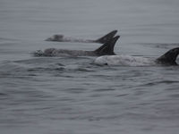 Risso's dolphins. © Iwan Lewylle