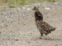 Ruffed grouse is een van de meest voorkomende soorten boshoenders. Je hoort ze vaak eerder dan je ze ziet. © Joachim Bertrands