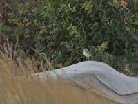 Pipit de Richard sur la plage nord © Noé Terorde