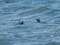 Mergules nains en vol près de la jetée © Noé Terorde