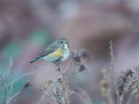 Des oiseaux sibériens sont également parfois observés sur l'île, comme ce robin à flancs roux. © Noé Terorde