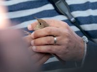 Baguage d'un rossignol philomèle au Birding Center