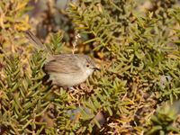 Prinia gracile observée au Birding Center de Eilat