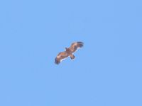 Un des nombreux aigles des steppes observés en migration