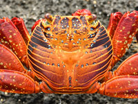 Deze imposante sally lightfoot crabs kom je overal tegen. © Yves Adams