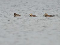 Tijdens de zomermaanden is het niet altijd even gemakkelijk om de zeldzame eiders te vinden, maar er blijven steeds wel enkele stellers eiders overzomeren. © Billy Herman