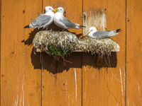 De drieteenmeeuwen nemen elke mogelijke nestlocatie in beslag. © Billy Herman