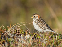 Een vrouwtje ijsgors nabij het nest. © Billy Herman