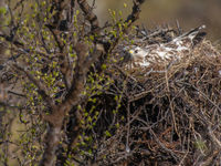 Ruigpootbuizerds zie je zelden op het nest, maar in Scandinavië is het vrij normaal. © Billy Herman