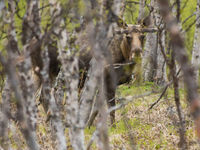 In de schaarse berkenbossen komen we vroeg of laat in aanraking met een eland. © Billy Herman